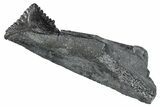 Bizarre Shark (Edestus) Jaw Section with Tooth - Carboniferous #269686-1